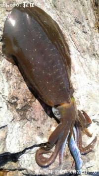 �����ꥤ��