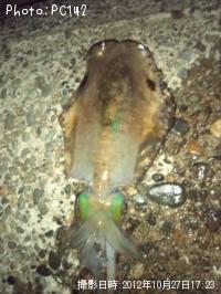 �����ꥤ��