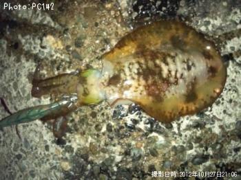 �����ꥤ��