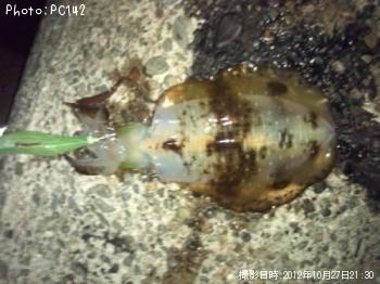 �����ꥤ��