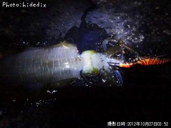 ¥¢¥ª¥ê¥¤¥«