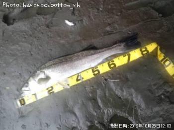 �����Х�