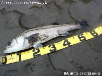 �����Х�