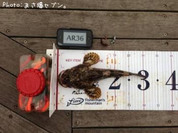 �٥�������