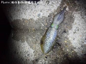 �����ꥤ��