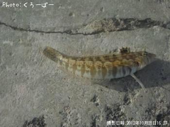 �ʤ󤸤㤳��㡩