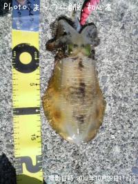 �����ꥤ��