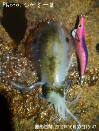 �����ꥤ��