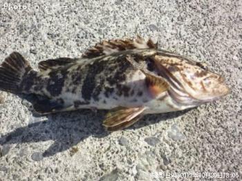 �٥å�������