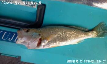 µ×¡¹¤Î¥¤¥·¥â¥Á¤Á¤ã¤ó