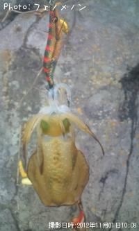 �����ꥤ��