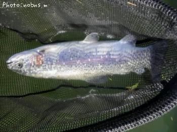 �쥤��ܡ��ȥ饦��