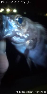 ���ꥢ��Х�