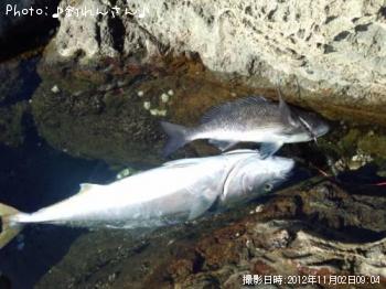 �ޤλҡ�����