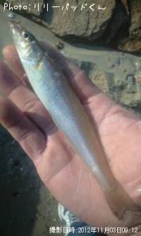 パールピンクの貴婦人