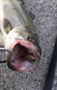 �����Х�