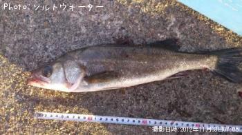 �����Х�