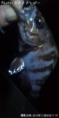 ¥á¥Ð¥ë¡õ¥·¡¼¥Ð¥¹