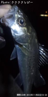 ¥á¥Ð¥ë¡õ¥·¡¼¥Ð¥¹