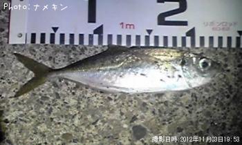 あじ