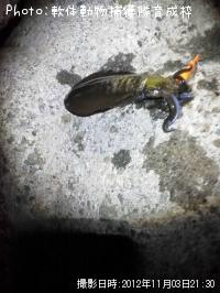 ¥¢¥ª¥ê¥¤¥«