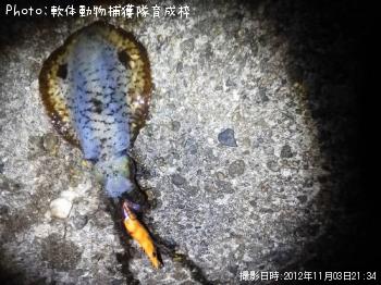 ¥¢¥ª¥ê¥¤¥«