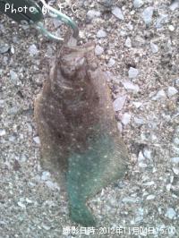 �ҥ��ʥ�����