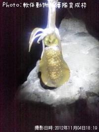 �����ꥤ��