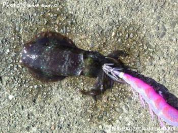 �����ꥤ��