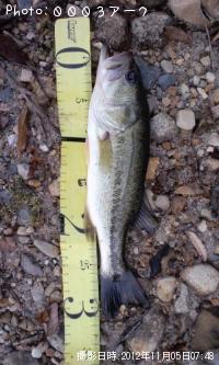 ¥Ö¥é¥Ã¥¯¥Ð¥¹