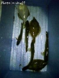 ���쥤���ϥ�