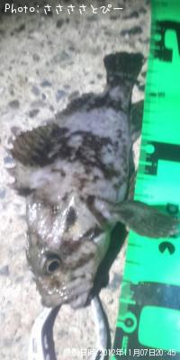 ¥½¥¤¡õ¥á¥Ð¥ë¡õ¥·¡¼¥Ð¥¹