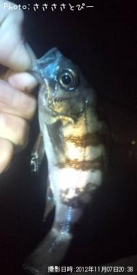 ¥½¥¤¡õ¥á¥Ð¥ë¡õ¥·¡¼¥Ð¥¹