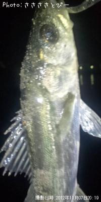 ¥½¥¤¡õ¥á¥Ð¥ë¡õ¥·¡¼¥Ð¥¹