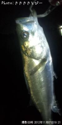 ¥½¥¤¡õ¥á¥Ð¥ë¡õ¥·¡¼¥Ð¥¹