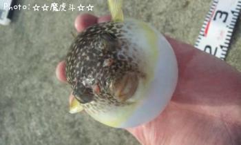 ¥Õ¥°