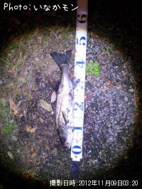 �����Х�