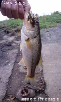 �֥�å��Х�