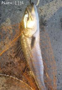 �����Ф�