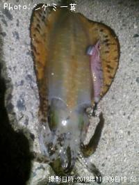 ¥¢¥ª¥ê¥¤¥«