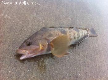 �����ʥ�