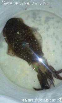 �����ꥤ��