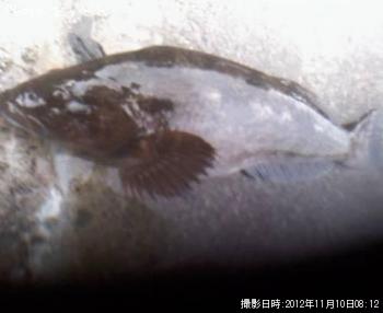 �����ʥ�