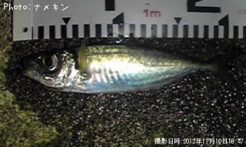 あじ