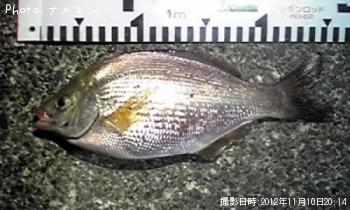 アカタナゴ?