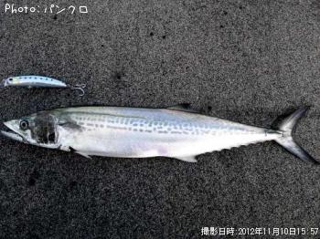 ¥µ¥ï¥é