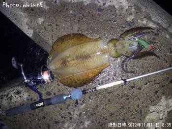 ¥¢¥ª¥ê¥¤¥«