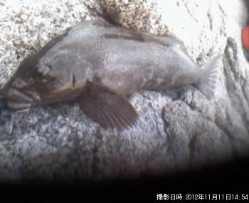 �����ʥ�