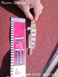 ¥ê¥å¥¦¥°¥¦¥Ï¥¼