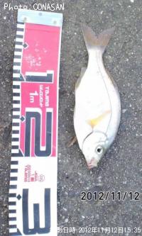 ¥¦¥ß¥¿¥Ê¥´